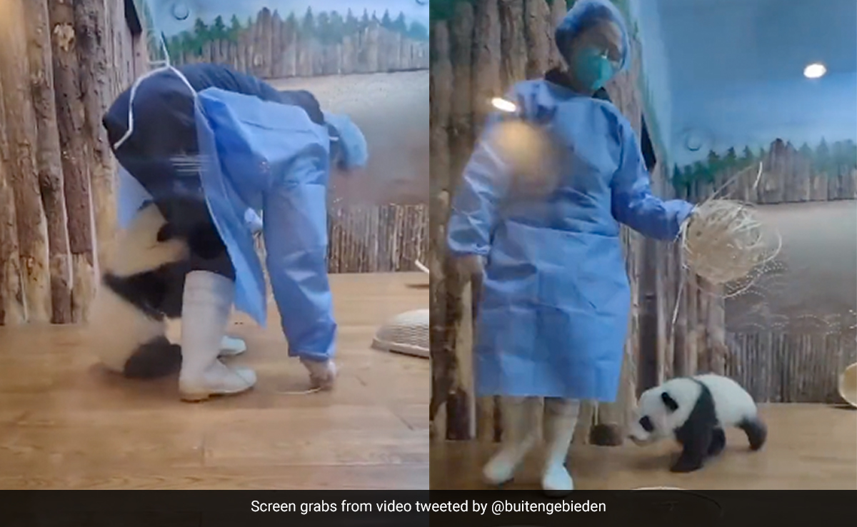 केयरटेकर के साथ मस्ती कर रहा था पांडा, Video इतना मज़ेदार है, आप सोचेंगे काश आपको भी मिल जाए ये नौकरी