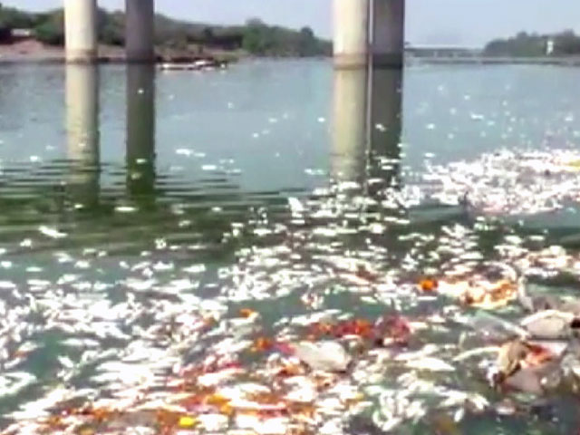 Large Scale Death Of Fish In Godavari River In Nanded