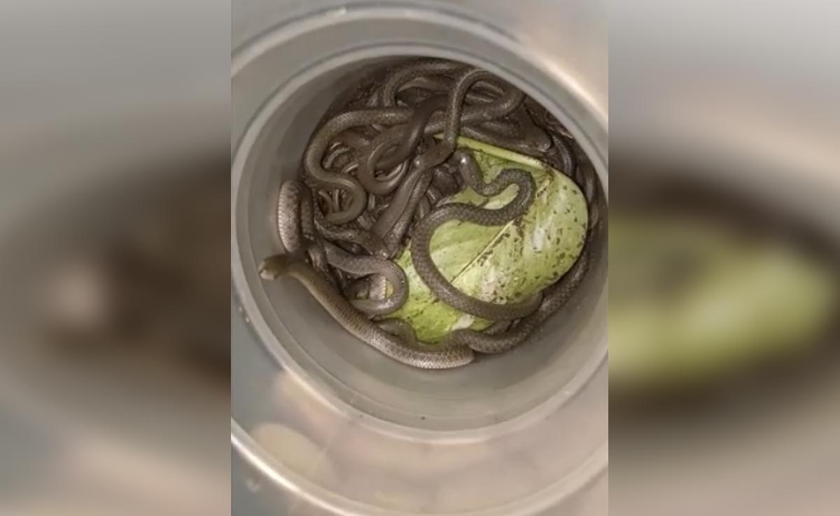 They Knew There Were Termites Inside Door Frame, Found 39 Snakes Too