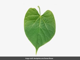 Giloy की पत्ती से इस गंभीर बीमारी को किया जा सकता है कंट्रोल, बस जानना होगा खाने का सही तरीका Giloy की पत्ती से इस गंभीर बीमारी को किया जा सकता है कंट्रोल, बस जानना होगा खाने का सही तरीका