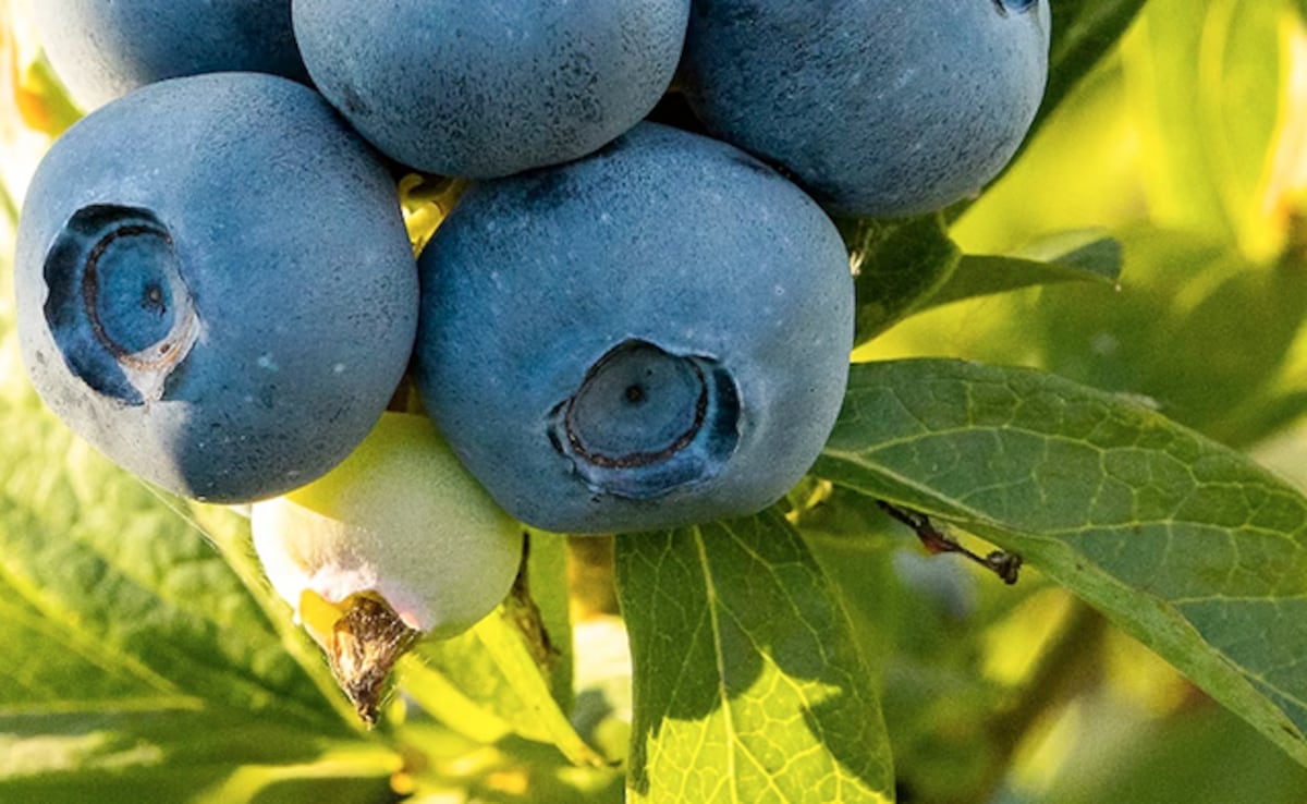Blueberries are naturally high in antioxidants. Blueberries are naturally high in antioxidants.