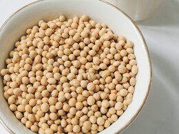 5 Best Protein-Rich Vegetarian Foods To Fuel Your Weight Loss Journey