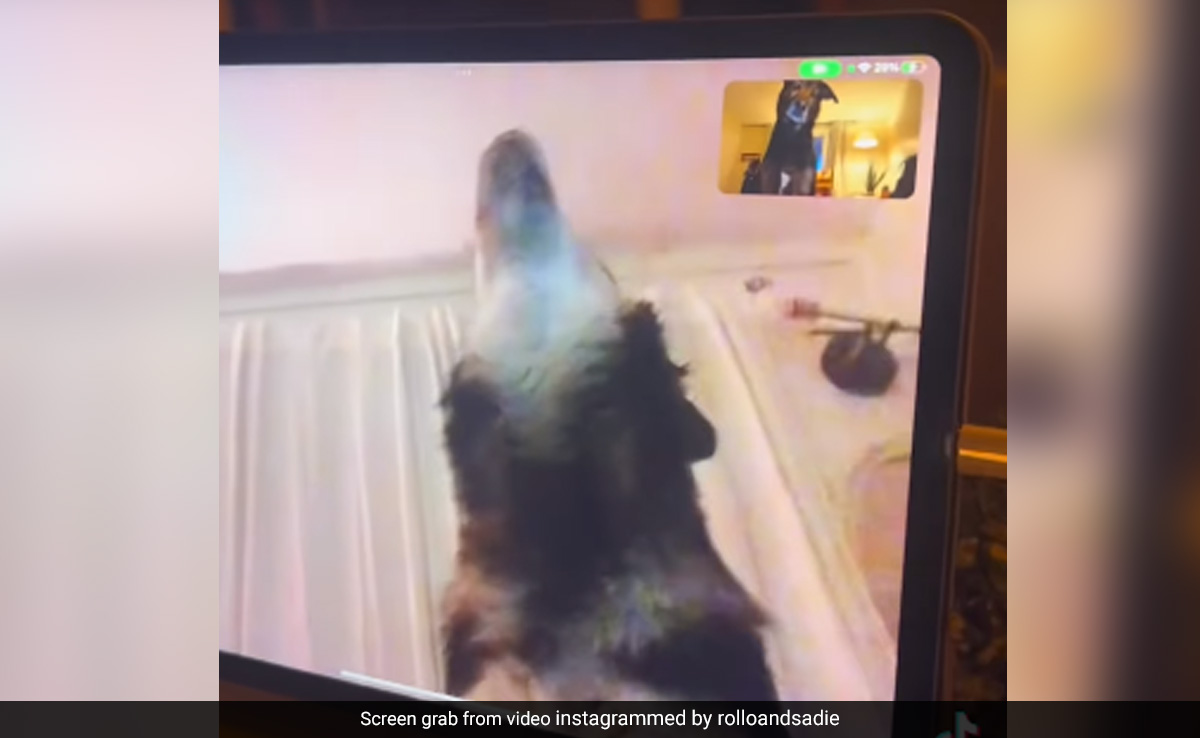 Watch: Dog Identifies Friend During Video Call. Its Reaction Went Viral