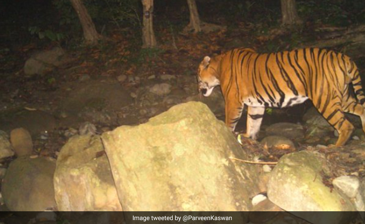 Tigress Gives Birth With Snare Stuck To Abdomen, Experts Discuss Treatment