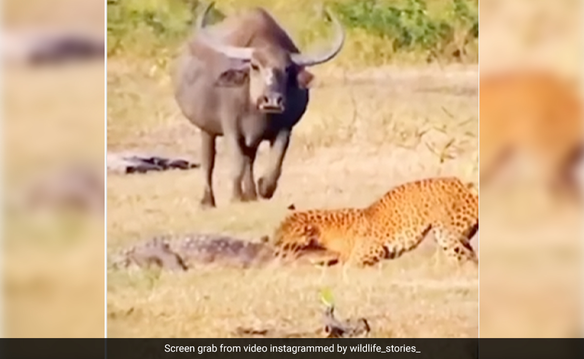 तेंदुए ने जबड़े में दबोची मगरमच्छ की गर्दन, पंजों से जकड़ा शरीर, लगा घसीटने तभी आ गए कई भैंसे और फिर...