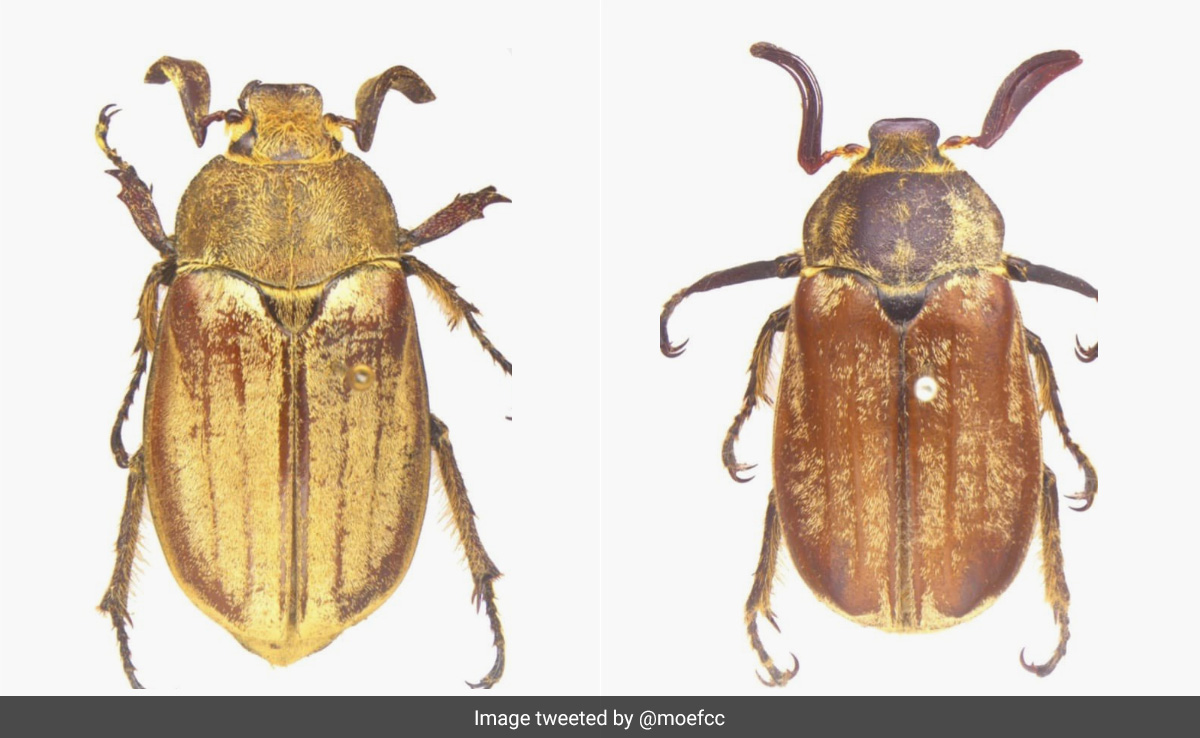 Beetle Stuck Inside Throat Of 8-Month-Old Infant In Kerala Removed