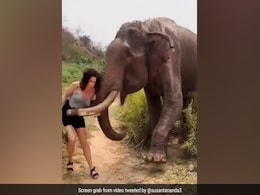 हाथी को केला खिलाने की कोशिश कर रही थी, हाथी ने महिला को सूंड से उछालकर ऐसा फेंका कि... हाथी को केला खिलाने की कोशिश कर रही थी, हाथी ने महिला को सूंड से उछालकर ऐसा फेंका कि...