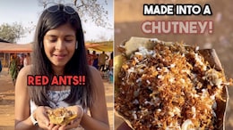 Viral Video: Blogger Tries Ant Chutney In Chhattisgarh, Internet Is Divided