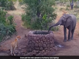 शेरनी को डराने के लिए हाथी ने सूंड में भरा पानी और उस पर कर दी बौछार, देखिए फिर शेरनी ने क्या किया? शेरनी को डराने के लिए हाथी ने सूंड में भरा पानी और उस पर कर दी बौछार, देखिए फिर शेरनी ने क्या किया?