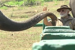 Watch: PM's Rendezvous With Elephants During Jungle Safari In Karnataka Watch: PM's Rendezvous With Elephants During Jungle Safari In Karnataka
