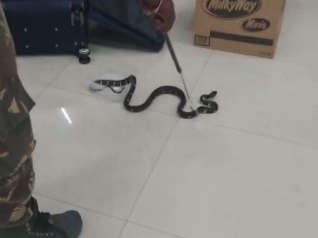 चेन्नई एयरपोर्ट पर मलेशिया से आई एक महिला के बैग से 22 सांप मिले