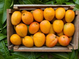 Pune News : पुणेकरांनी फस्त केले 4 कोटींचे आंबे, तब्बल 45 हजार डझन आंब्यांची विक्री Pune News : पुणेकरांनी फस्त केले 4 कोटींचे आंबे, तब्बल 45 हजार डझन आंब्यांची विक्री