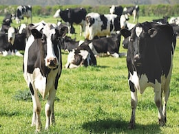 ''Tongues Removed, No Blood Spilled'': Mysterious Deaths Of Cows In US State Baffles Authorities ''Tongues Removed, No Blood Spilled'': Mysterious Deaths Of Cows In US State Baffles Authorities