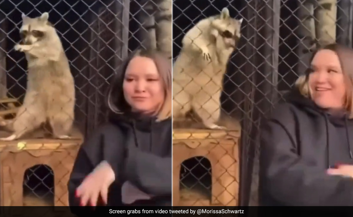 Old Video Of Raccoon Imitating Woman's Dance Steps Resurfaces, Leaves Internet Divided