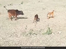Viral Video: Tiger Chases Calf In Open Field. What Happens Next Stuns Internet Viral Video: Tiger Chases Calf In Open Field. What Happens Next Stuns Internet