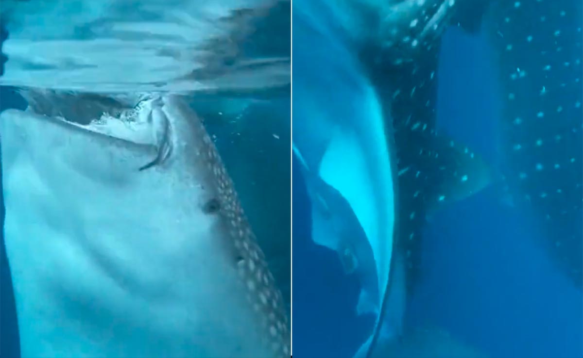 VIDEO: समुद्र की लहरों का लुत्फ उठा रहे थे सैलानी, तभी अंडरवॉटर मुंह फाड़े खड़ा हो गया 'दैत्याकार' जीव