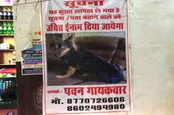 OMG! IAS अफसर का पालतू कुत्ता गायब, पुलिस तलाश में जुटी, पोस्टर भी लगाए OMG! IAS अफसर का पालतू कुत्ता गायब, पुलिस तलाश में जुटी, पोस्टर भी लगाए