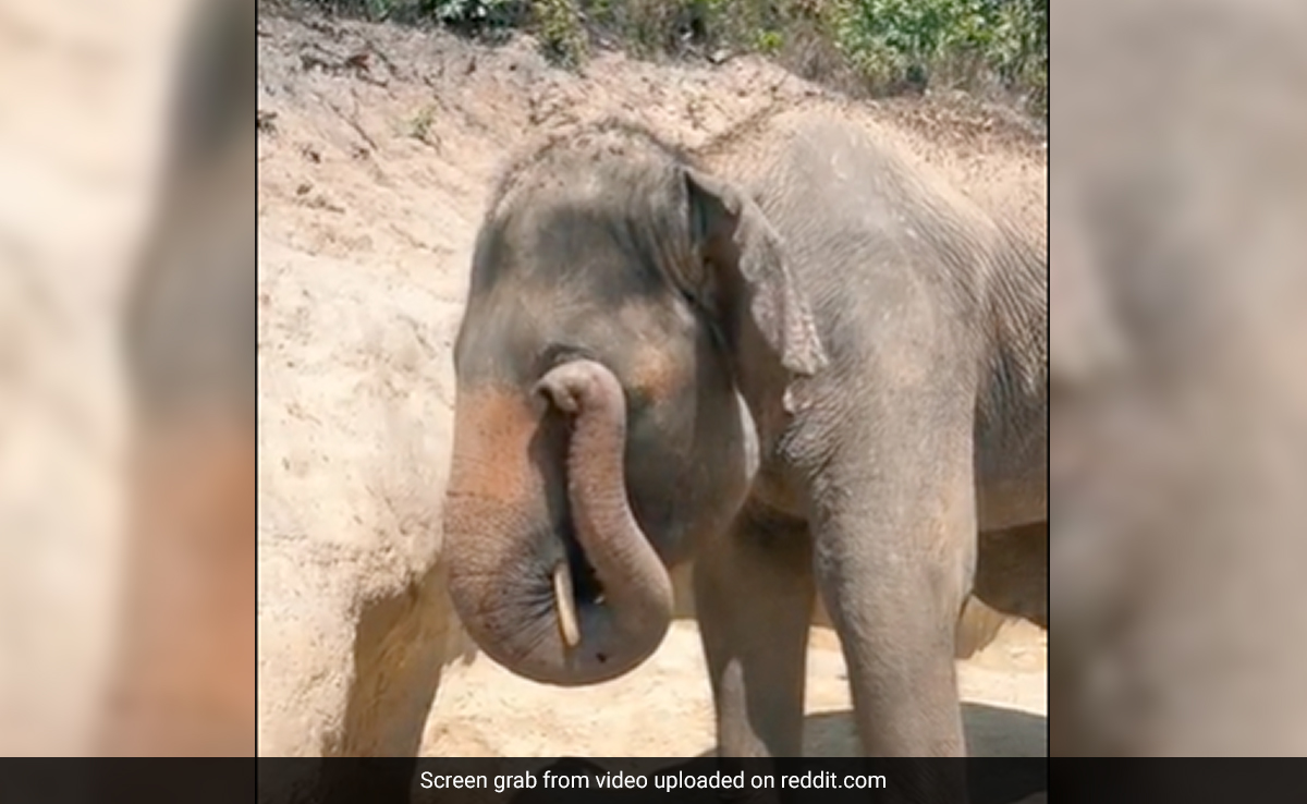 कभी हाथी को सूंड से अपनी आंखें मलते देखा है? वायरल Video देख आप भी कहेंगे- So Cute