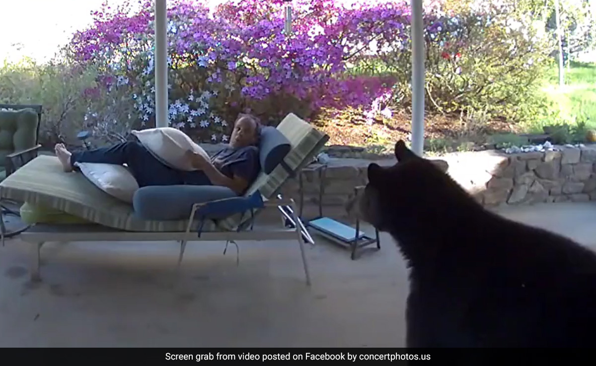 Viral Video: American Man Caught Off Guard By Wandering Bear