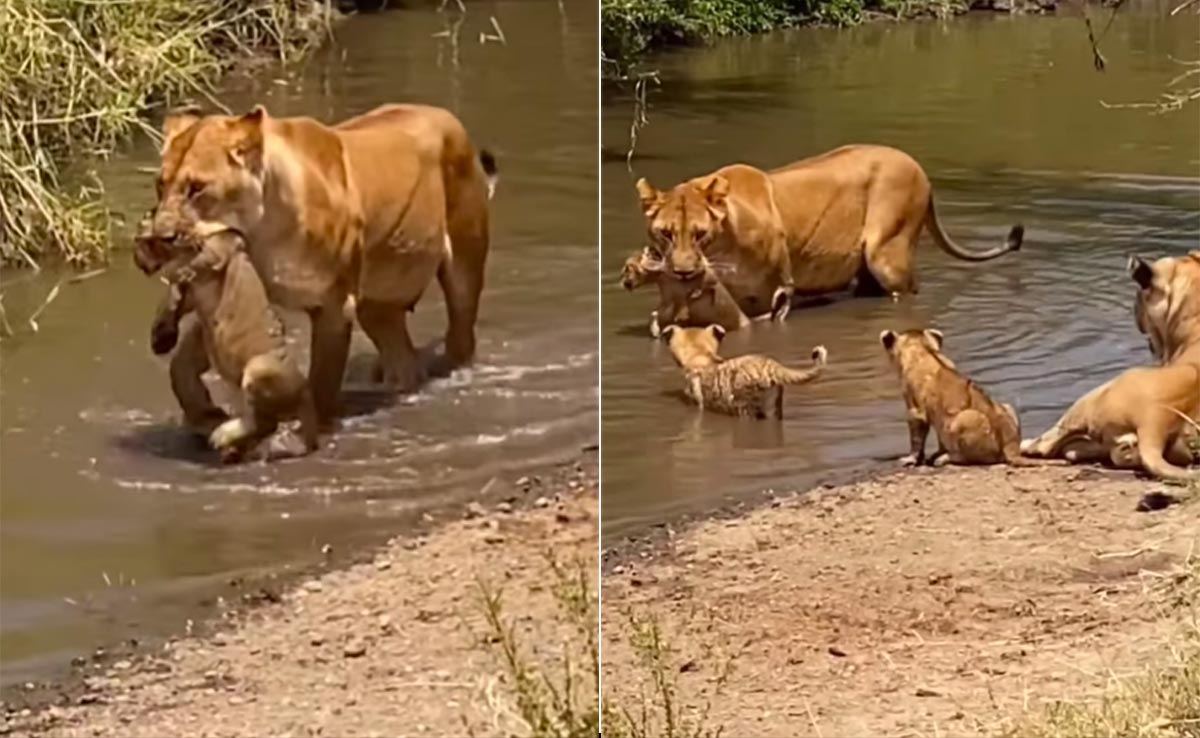 जबड़े में बच्चे को दबाए नदी पार करती दिखी शेरनी, यूजर्स बोले 'मां की बात न मानने का यही नतीजा है'