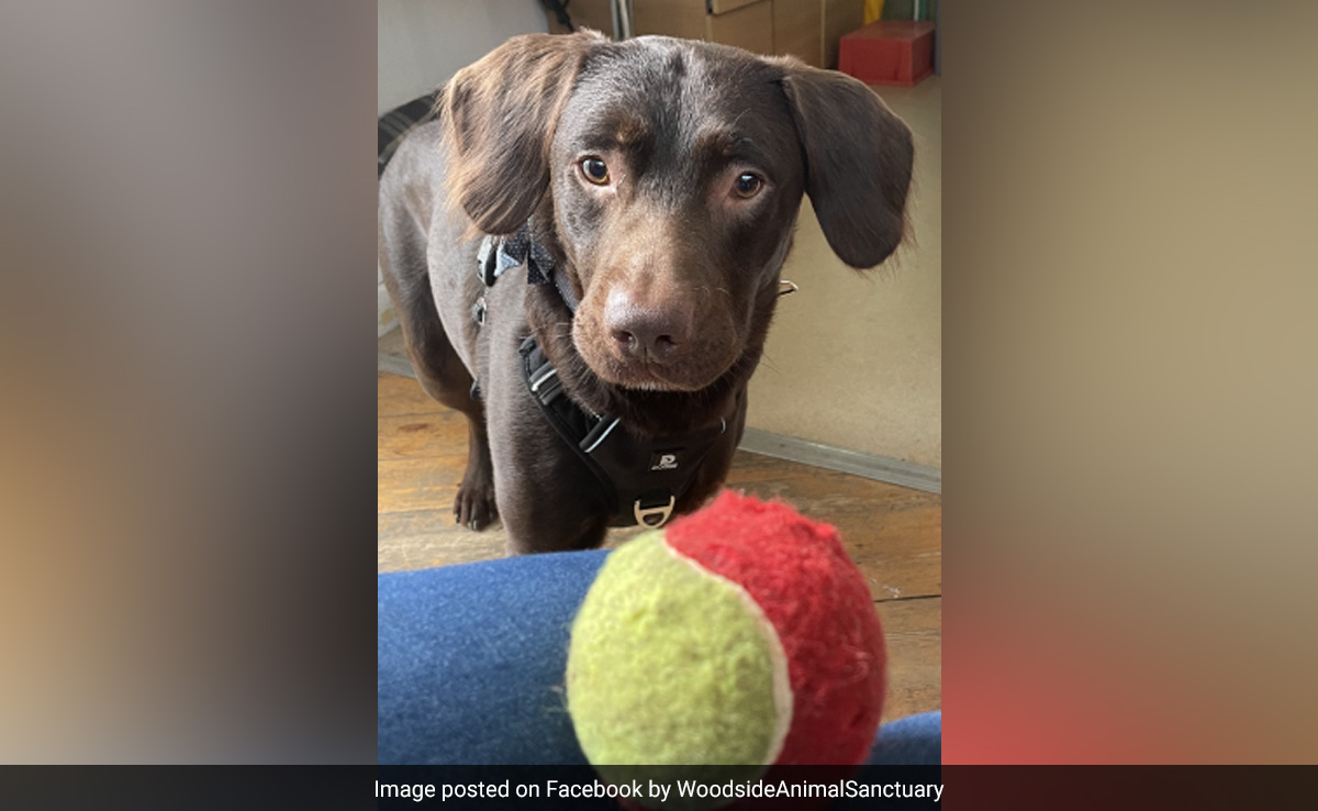 In Rare Case, UK Dog Becomes The First To Be Treated For Alcohol Addiction