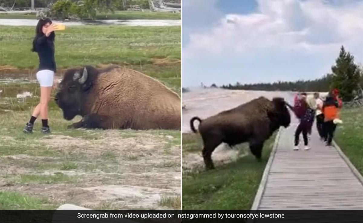 Watch: Tourist Almost Gored After Trying To Touch Bison At US National Park
