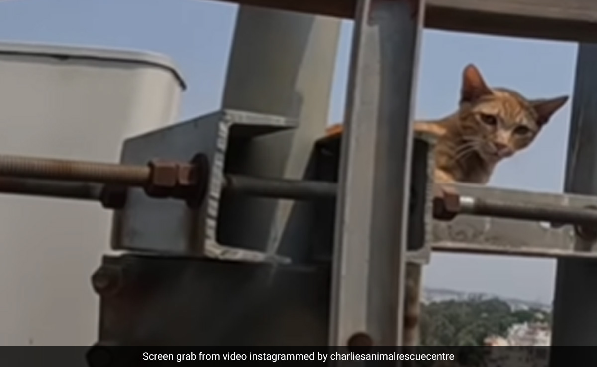 Cat Rescued From Top Of Mobile Tower In Bengaluru, Video Goes Viral