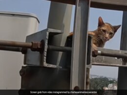 Cat Rescued From Top Of Mobile Tower In Bengaluru, Video Goes Viral Cat Rescued From Top Of Mobile Tower In Bengaluru, Video Goes Viral