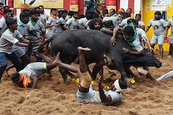 Animal Rights Activists Disheartened Over Supreme Court's Jallikattu Order Animal Rights Activists Disheartened Over Supreme Court's Jallikattu Order