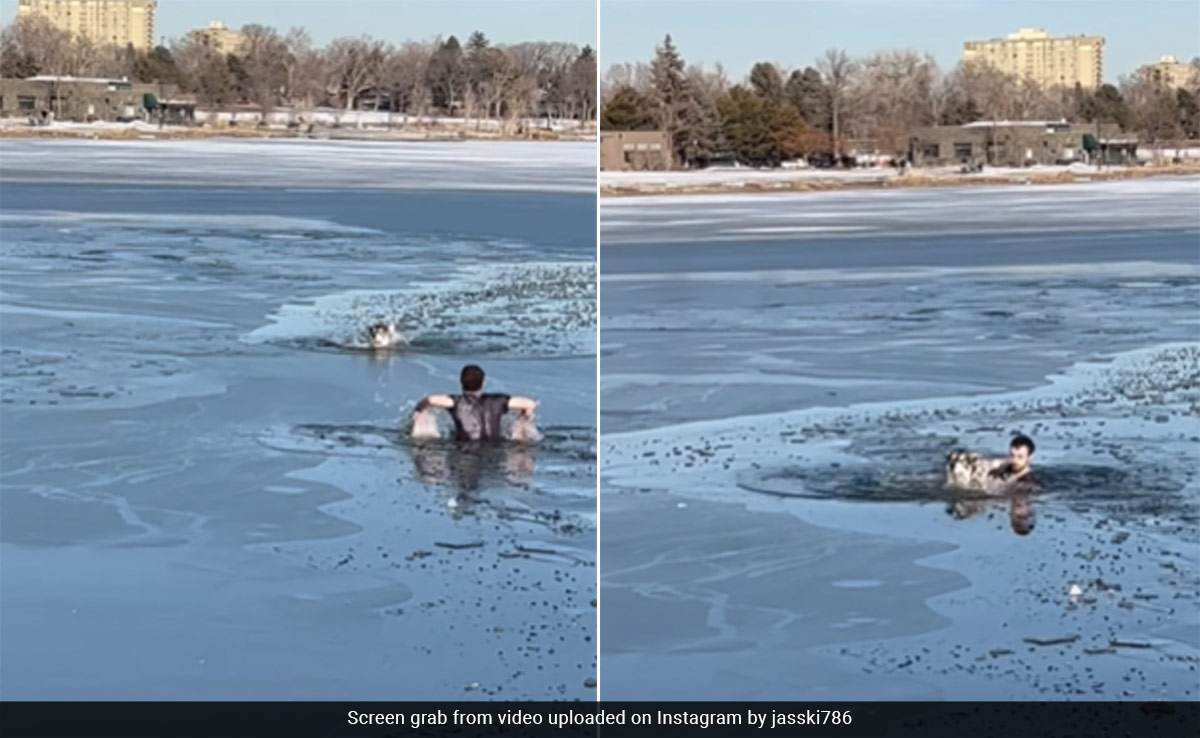 Watch: Man Jumps Into Freezing Lake To Save Drowning Dog, Internet Calls Him A ''Hero''