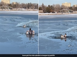 Watch: Man Jumps Into Freezing Lake To Save Drowning Dog, Internet Calls Him A ''Hero'' Watch: Man Jumps Into Freezing Lake To Save Drowning Dog, Internet Calls Him A ''Hero''