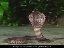 19 की उम्र में इच्छाधारी नागिन बनी ये एक्ट्रेस, मम्मी नहीं चाहती थी बेटी करे ये रोल, डर के मारे लोग नहीं आते थे पास 19 की उम्र में इच्छाधारी नागिन बनी ये एक्ट्रेस, मम्मी नहीं चाहती थी बेटी करे ये रोल, डर के मारे लोग नहीं आते थे पास