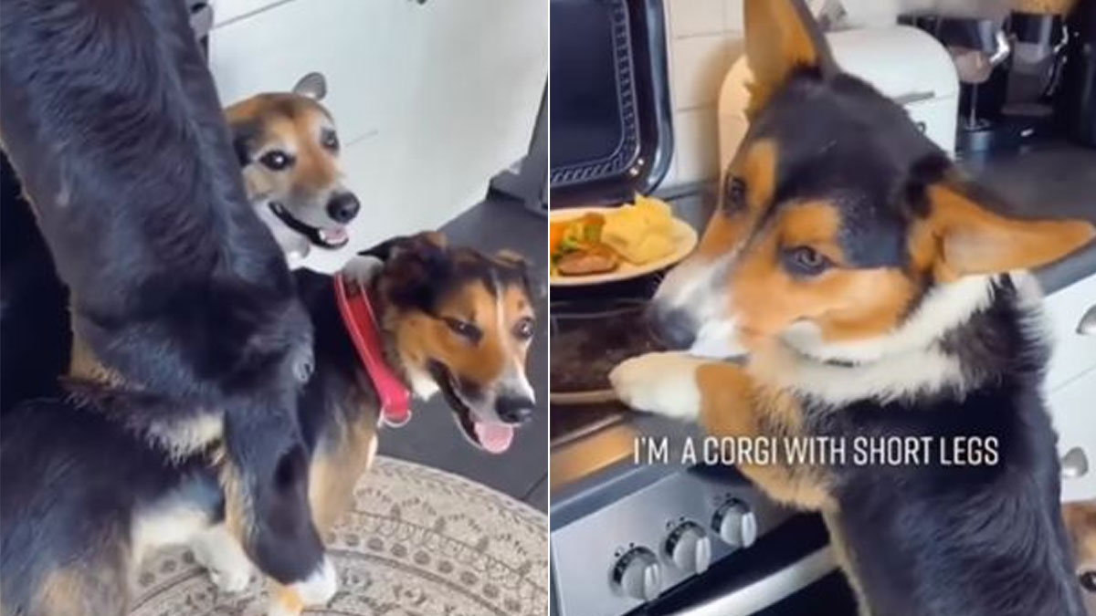 Adorable Dog Helps Buddy Steal Food From Kitchen, 4 Million Views For Video