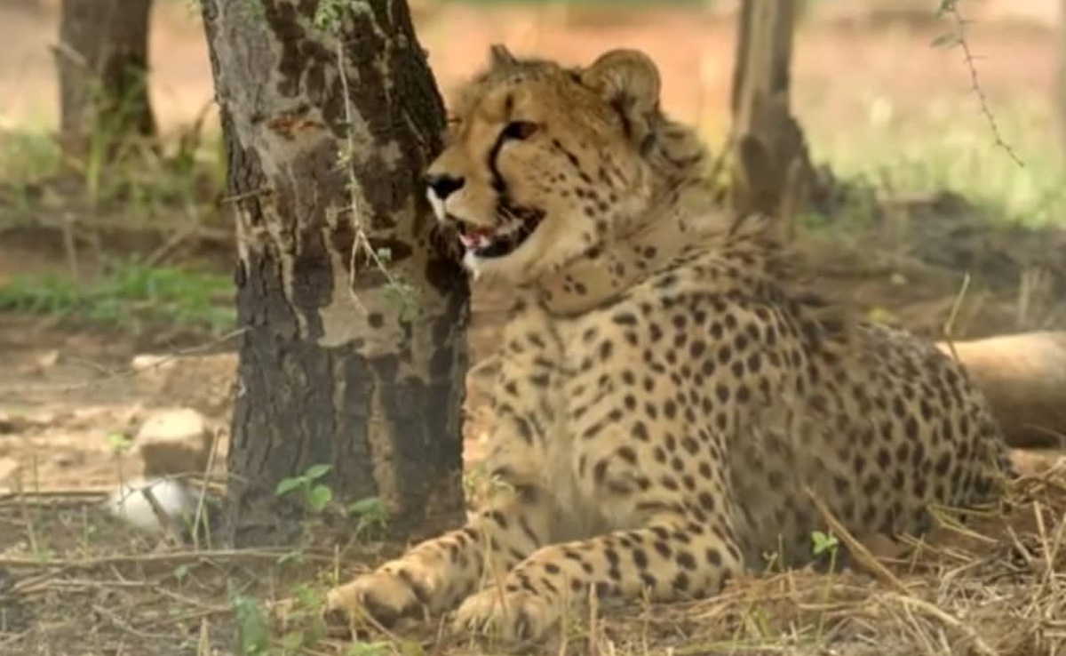 Female Cheetah Dies At Kuno, Likely Killed During Mating, Say Officials