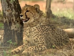 मध्य प्रदेश: कूनो नेशनल पार्क में चीतों के बीच हुई लड़ाई में नर चीता घायल मध्य प्रदेश: कूनो नेशनल पार्क में चीतों के बीच हुई लड़ाई में नर चीता घायल