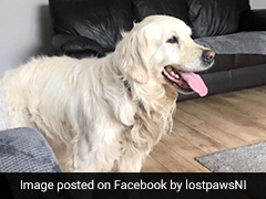 Newly-Adopted Dog Walks 64-Km Over 27 Days Back To Former Owners
