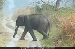 Forest Officer Shares Incredible Video Of Tiger Making Way For Herd Of Elephants Forest Officer Shares Incredible Video Of Tiger Making Way For Herd Of Elephants