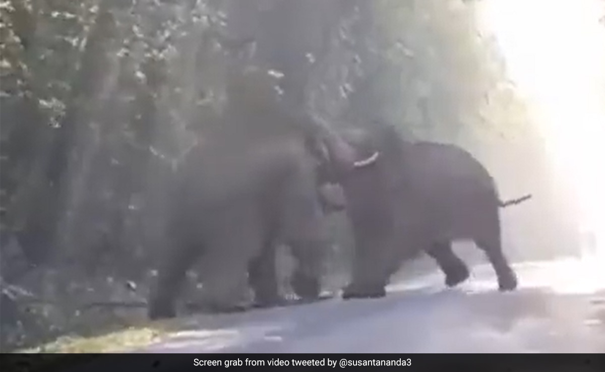 "The Forest Shivers": Video Shows Brutal Fight Between Elephants