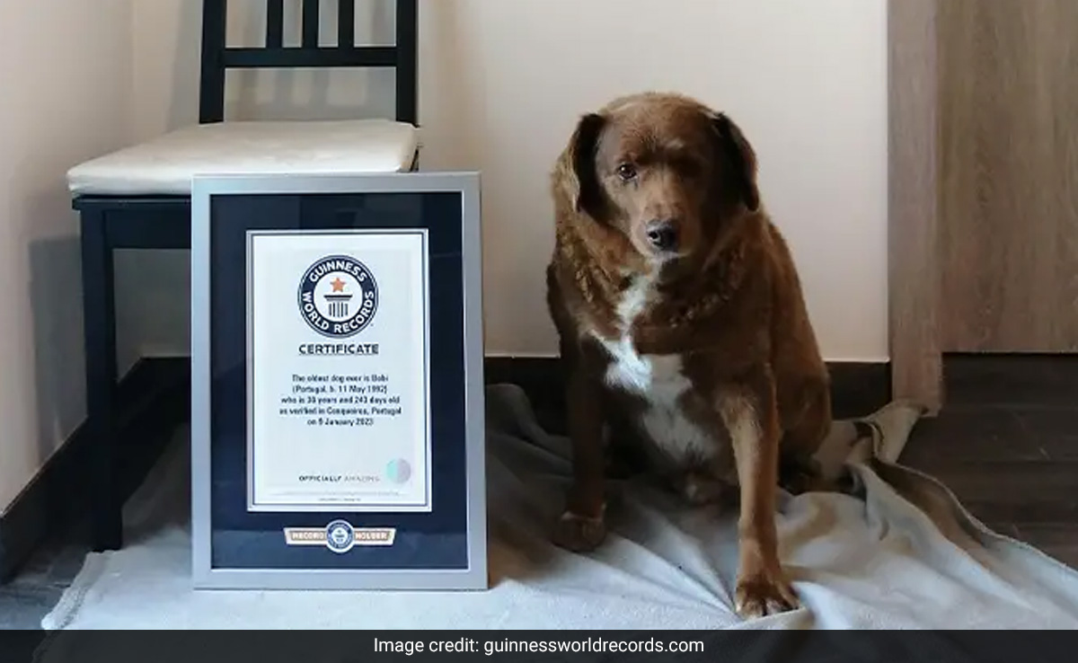 Bobi, World's Oldest Dog Ever, Dies At Age 31