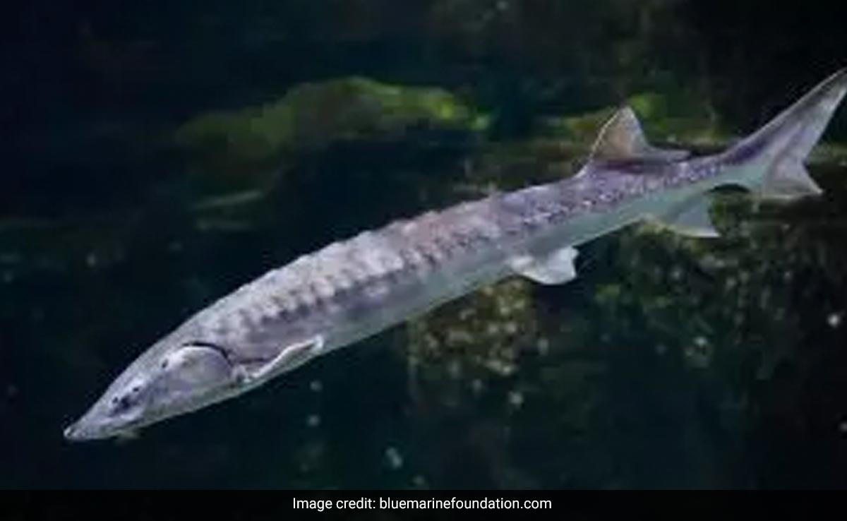 "Royal Fish" Gets A Coronation Push: Project Launch To Save The Sturgeon