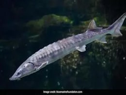 "Royal Fish" Gets A Coronation Push: Project Launch To Save The Sturgeon "Royal Fish" Gets A Coronation Push: Project Launch To Save The Sturgeon