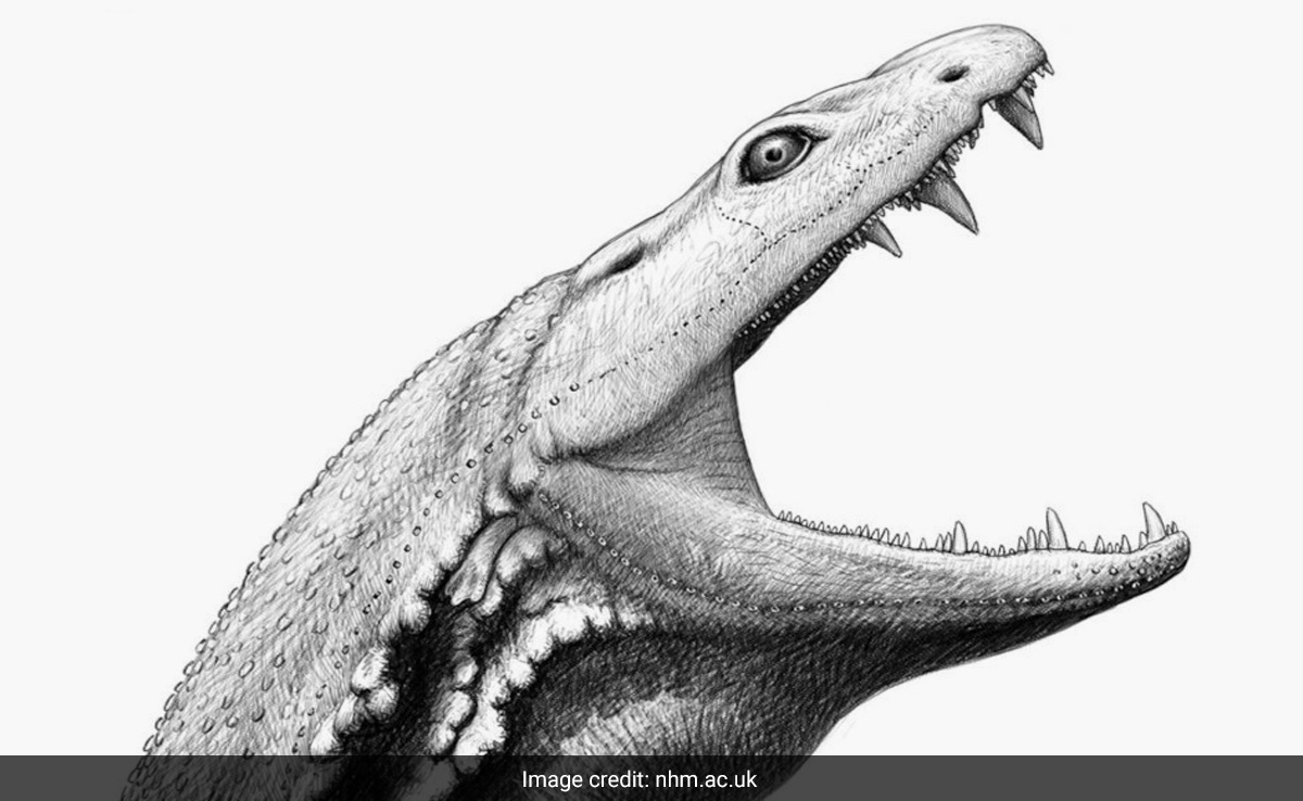 Scientists Reconstruct Skull Of "Tadpole"-Like Ancient Predator