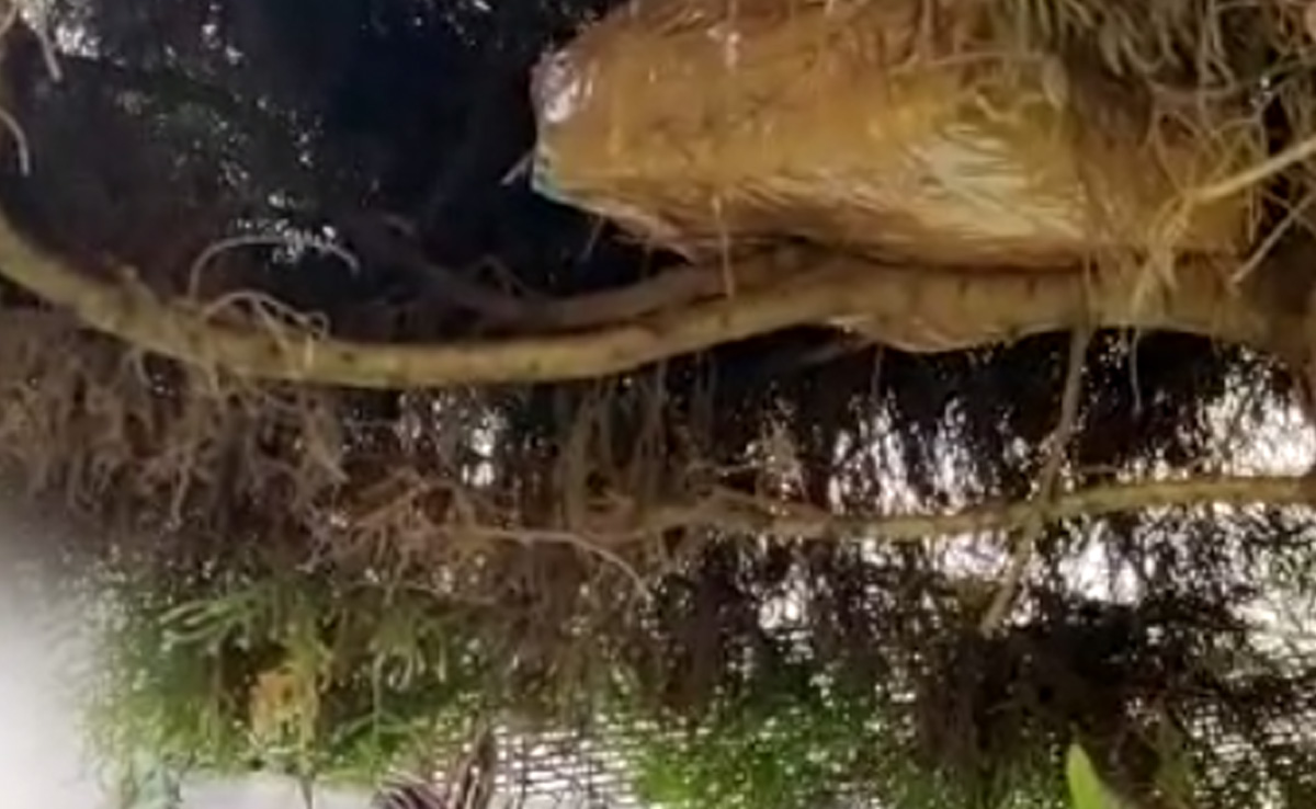 Video: Congress Leader's Brother's Home Raided, Rs 1 Crore Found On Tree