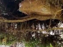 VIDEO: कांग्रेस नेता के भाई के घर पर पड़ा छापा, पेड़ पर मिले 1 करोड़ रुपये