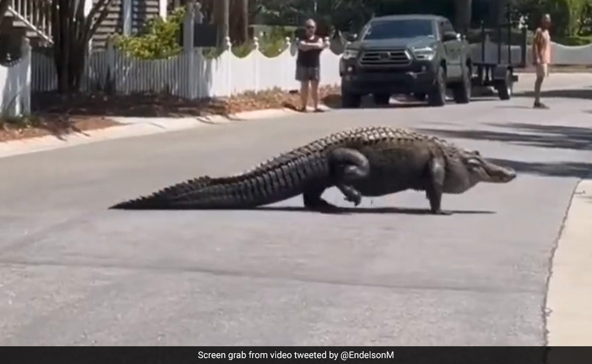 "Freaking Huge": Video Shows Giant Alligator Strolling Across A Street In US