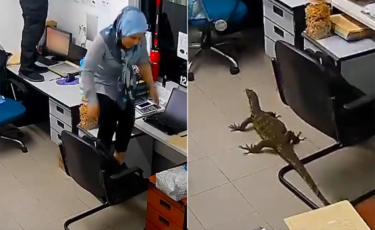 ऑफिस में अचानक घुसी छिपकली को देख स्टाफ की हुई सिट्टी पिट्टी गुम, डर के मारे कुर्सी टेबल पर चढ़े कर्मचारी