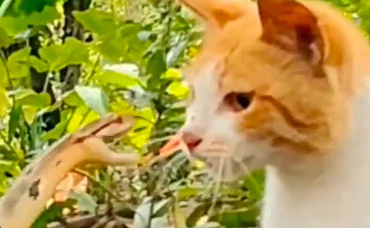 बिल्ली के सामने मुंह फाड़े जहरीले सांप ने मारा झपट्टा, लेकिन अगले ही पल पलट गई बाजी, देखें VIDEO