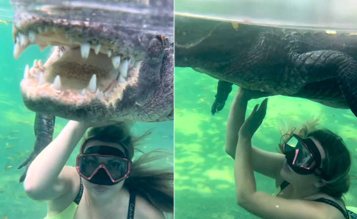 Viral: मगरमच्छ के साथ मस्ती करते हुए तैरते दिखी लड़की, Video देख लोग बोले- देखना कहीं खा ना ले