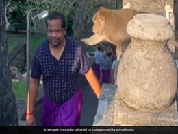 बंदर ने झपट्टा मारकर छीना शख्स का चश्मा, महिला ने वापस लेने के लिए अपनाई ऐसी ट्रिक, कन्फ्यूज़ हो गया बंदर और फिर... बंदर ने झपट्टा मारकर छीना शख्स का चश्मा, महिला ने वापस लेने के लिए अपनाई ऐसी ट्रिक, कन्फ्यूज़ हो गया बंदर और फिर...