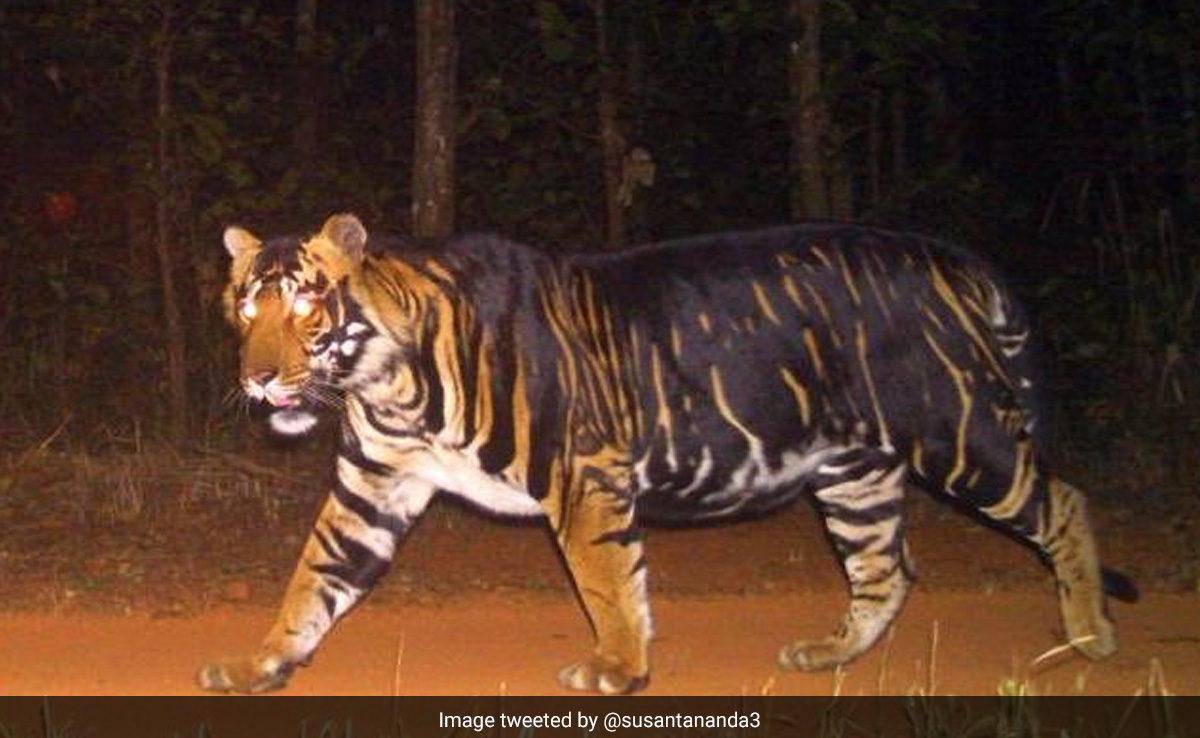 Rare Melanistic Tiger Found Dead In Odisha's Similipal